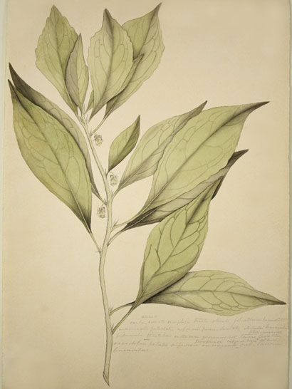 Gratiola_42